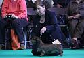 Crufts_dachshunds 828